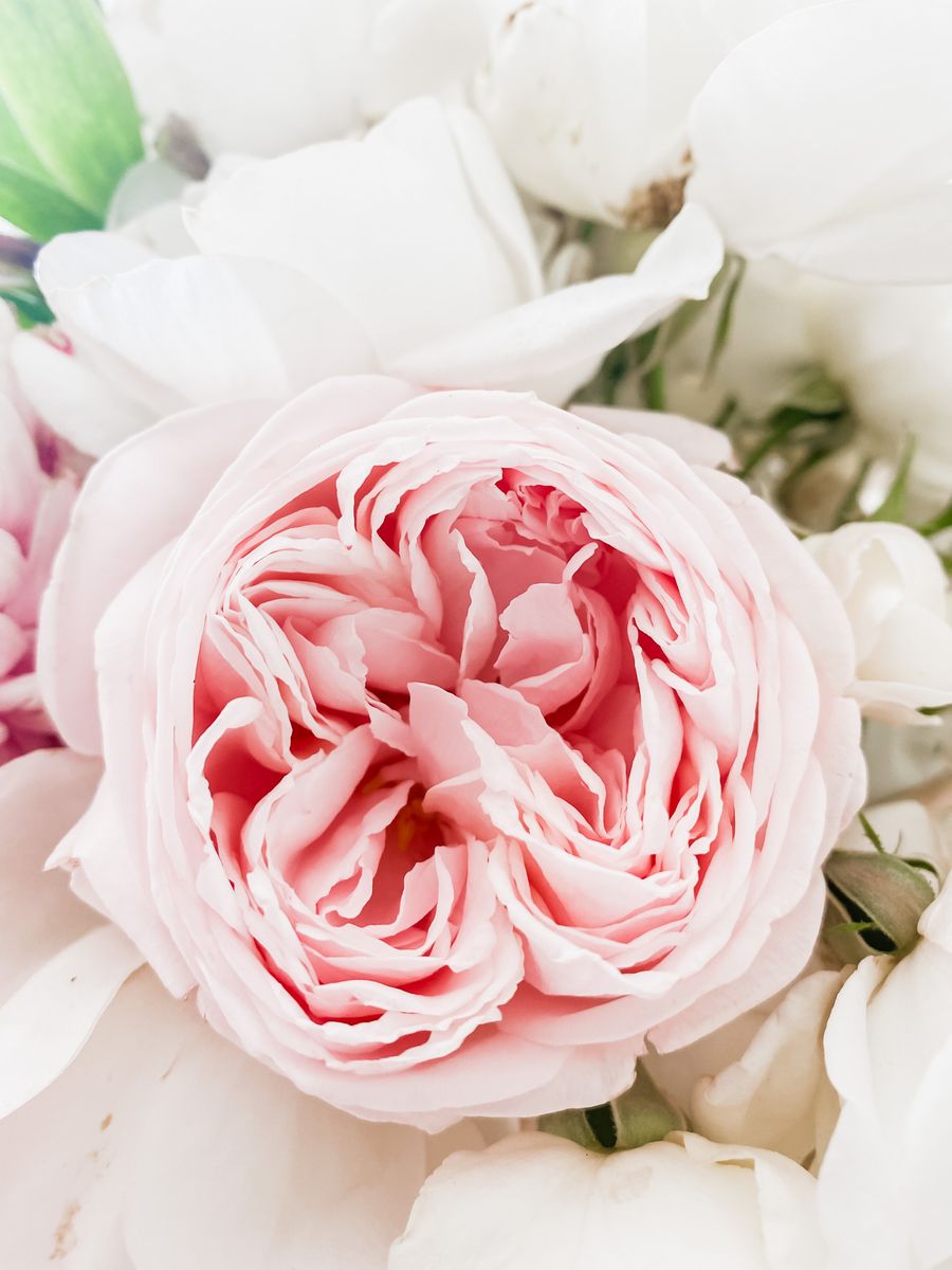 Jardin Romantique