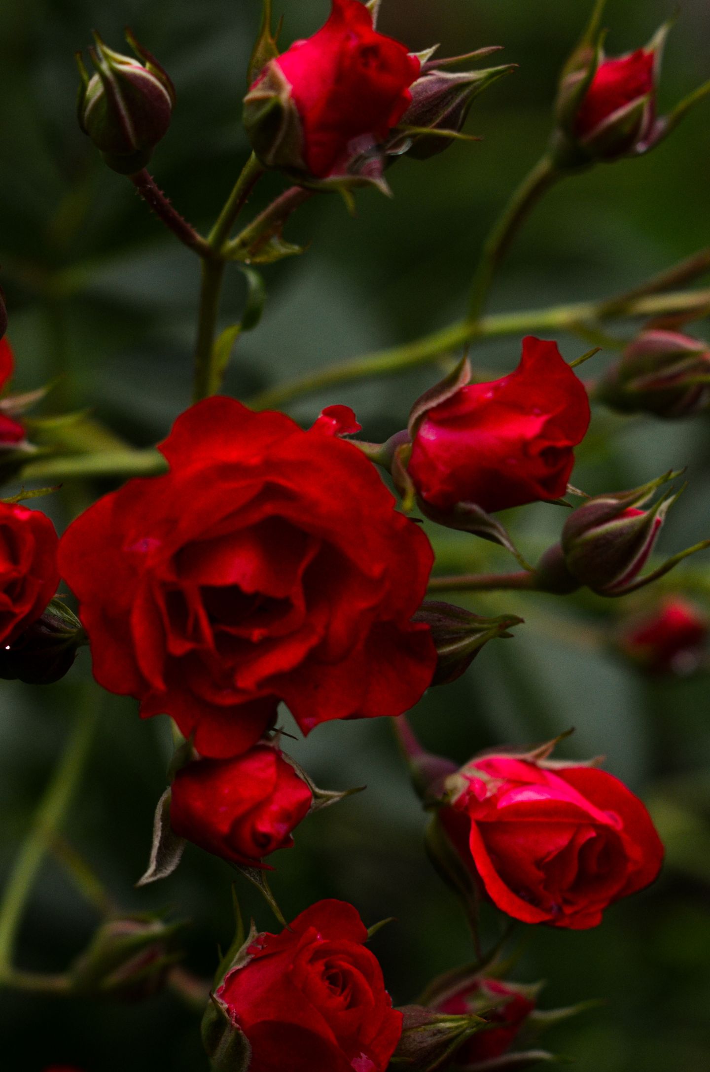 Rose Impérial