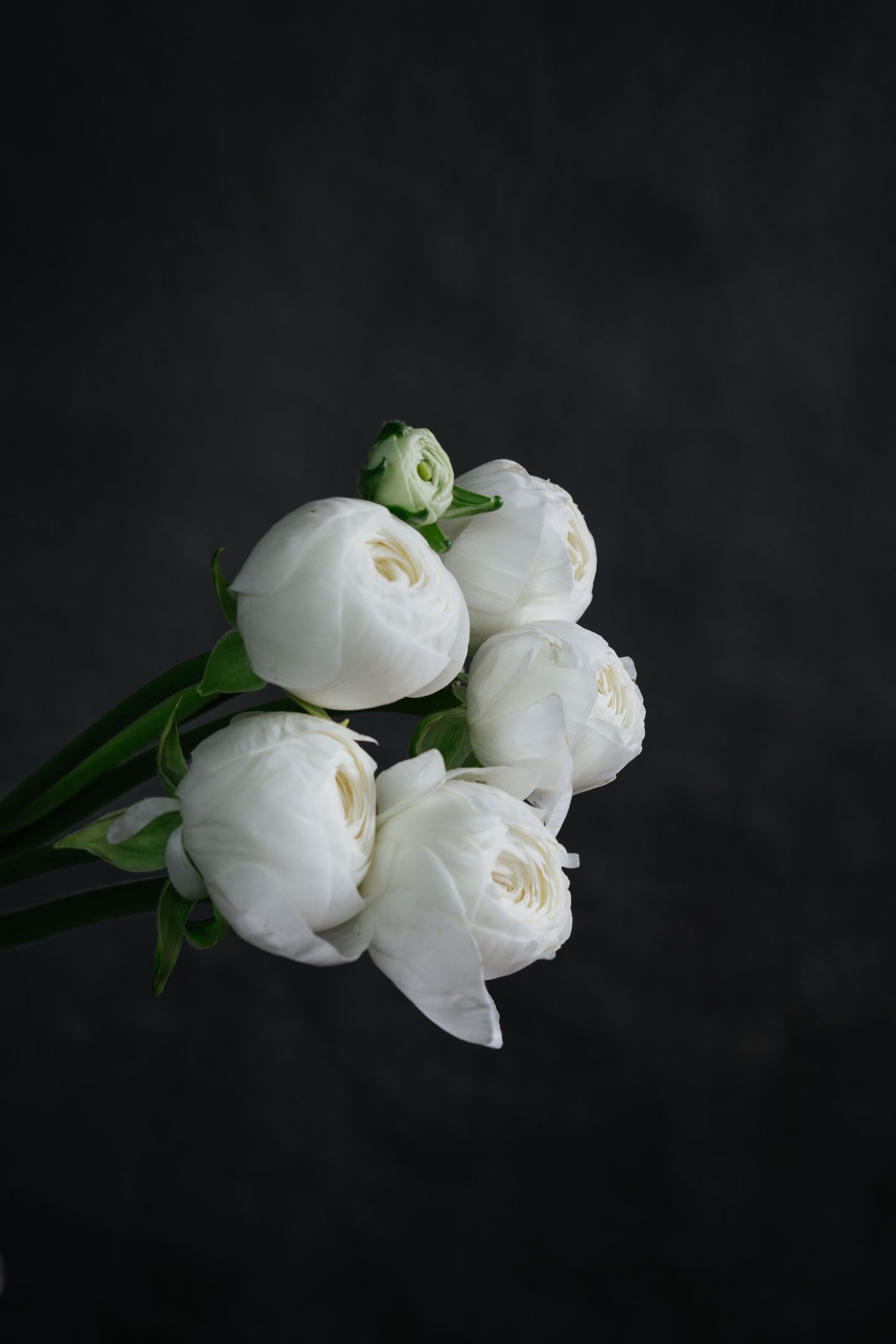 Blanc de Blanc
