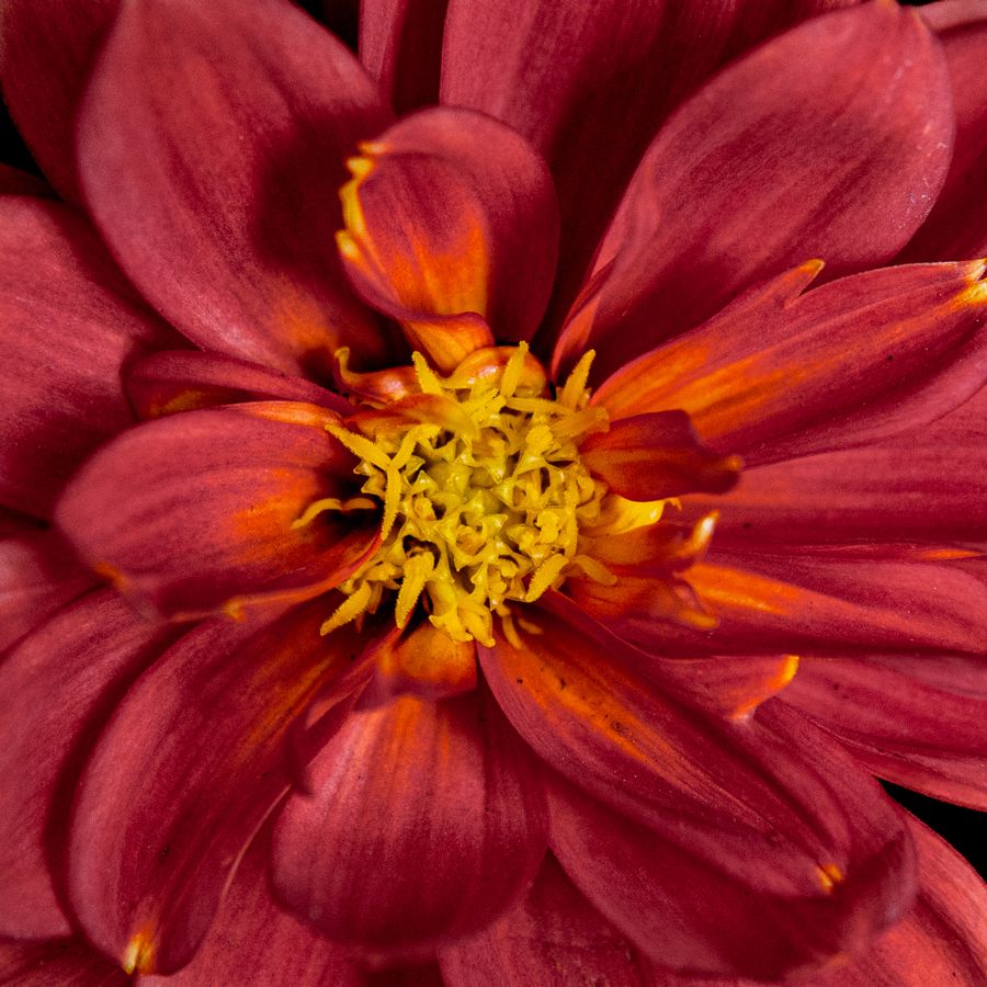 Close-up of luxurious flower petals
